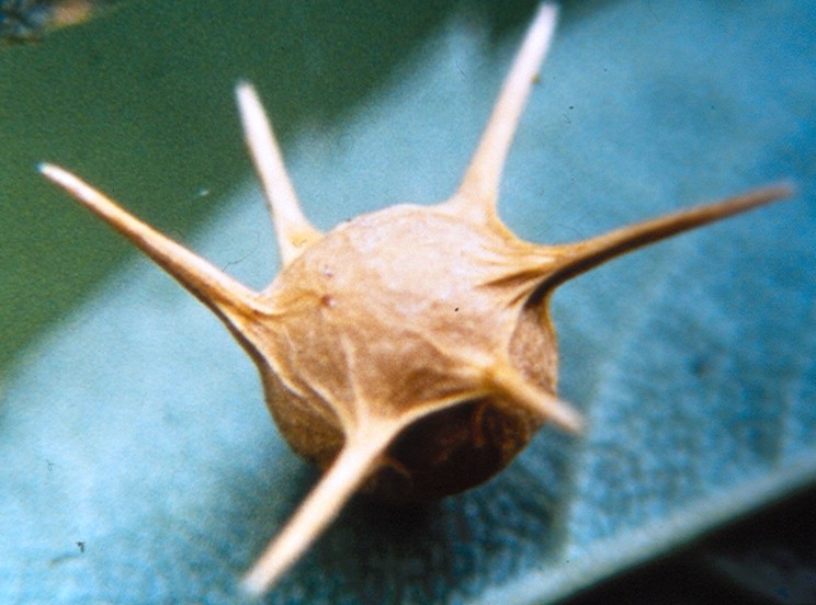 Galla: Diplolepis sp.